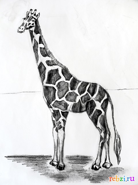 Раскраски Жираф для детей 6 7 лет (36 шт.) - скачать или распечатать бесплатно #